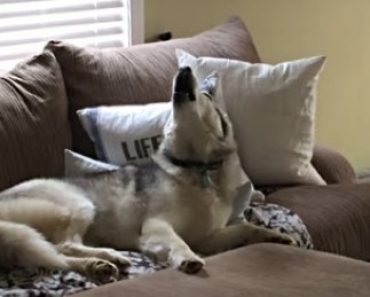 Husky Throws a Cute Tantrum When Asked to Get off the Couch