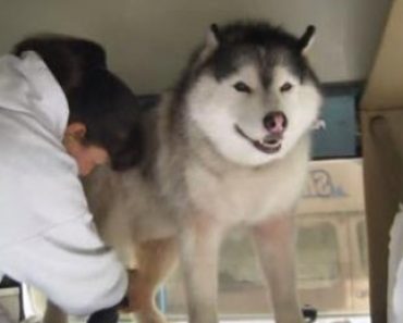 This Husky Really Doesn’t Want to Be Groomed