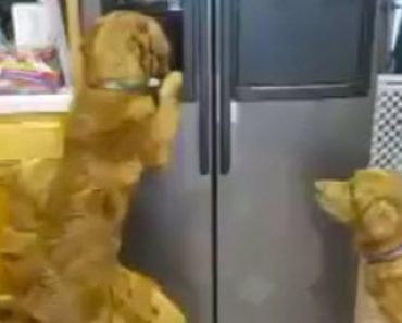 Dogs Learn How To Get Ice From The Ice Maker