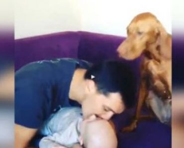 Adorable Dog Gets Jealous When Human Kisses a New Baby