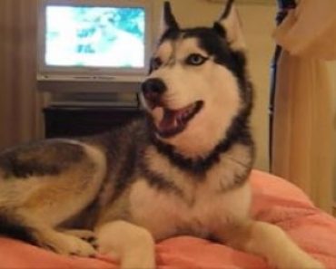 Try Not to Smile When You Hear This Dog Say ‘I Love You’