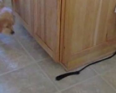Adorable Puppy Circles the Kitchen Island Chasing His Own Leash