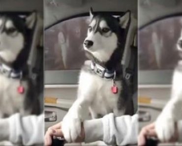 Rude Husky Demands a Belly Rub in the Car