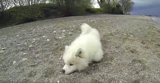 Gorgeous Samoyed Puppy Enjoys His First Visit To The Beach