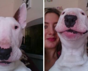 Adorable Bull Terrier Sings to Thinking out Loud