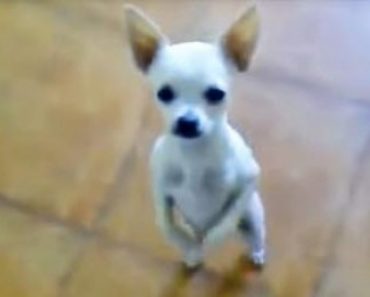Chihuahua Really Knows How to Dance to the Music