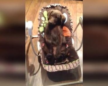 Labrador Puppy Napping in a Baby Swing
