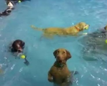 This Dog’s Reaction to Being at a Water Park Will Make You Laugh out Loud
