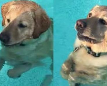 Smart Dog Realizes He Can Stand up in the Pool on His Own
