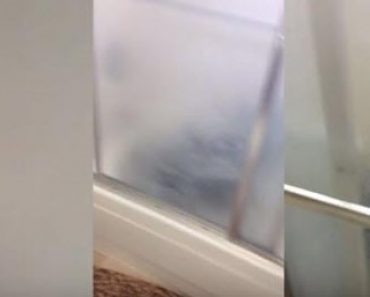 Dog Owner Finds Her Furry Friend Enjoying the Shower