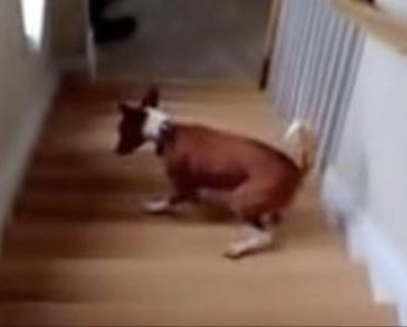 Adorable Dog Does Not Know How to Walk up the Stairs