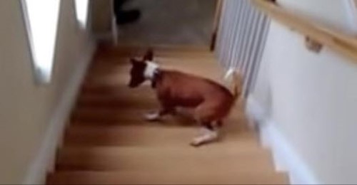 Adorable Dog Does Not Know How to Walk up the Stairs – Funny Dogs Gallery