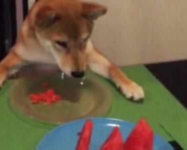 Wait to You See How This Dog Eats Watermelon