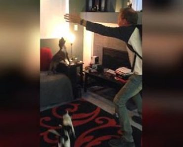 Precious Dogs Howl like Seagulls When Their Human Comes Home