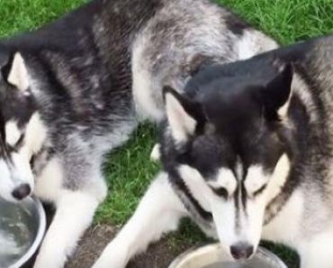Bored Husky Blows Bubbles in Her Water Dish