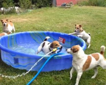 Jack Russell Puppies Have A Pool Party