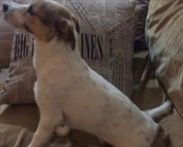 Dog Is Watching A Scary Movie With His Dad, But His Reaction During The Scary Part Is Hilarious