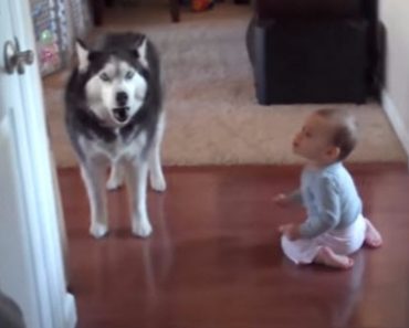 Watch This Baby And Husky Imitate Each Other