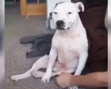 This Dog Really Wants a Tummy Rub