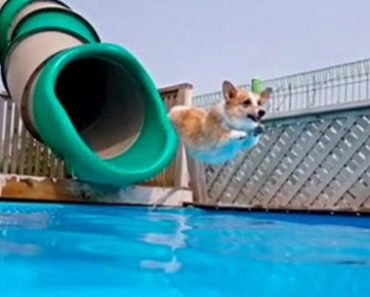 This Slide Loving Corgi Knows How to Cool off When the Weather Is Hot