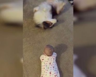 Shetland Service Dog Teaches A Baby How To Roll Over
