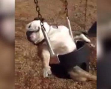 These Puppies on a Swing Will Make You Smile