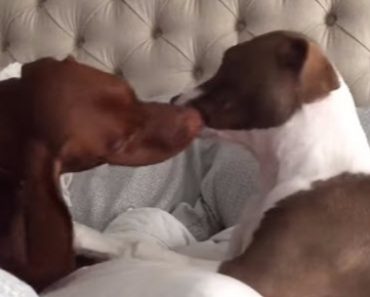 Overly-Attached Dog Won’t Quit With The Kisses