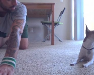Cute Chihuahua Does Yoga with His Master