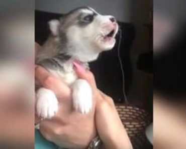 Husky Puppy Tries To Howl For The First Time