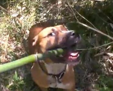Pit-Bull Helps His Dad With Summer Gardening