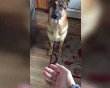German Shepherd Begs for Second Meal Right after Eating