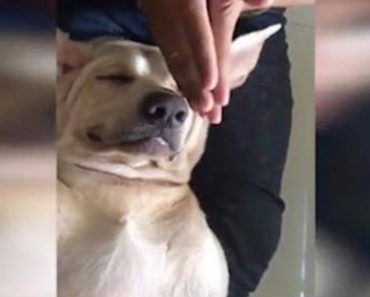 This Dog Loves His Massage In A Most Hilarious Way