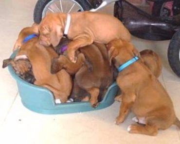 Adorable Puppy Litter Cram Themselves Onto The Same Tiny Bed