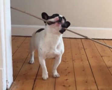 A Puppy Tries To Get A Long Stick Through The Door