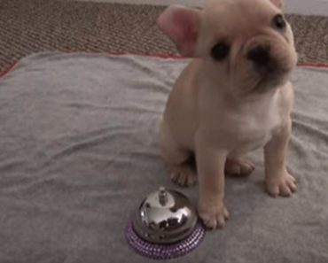 This French Bulldog Puppy Is Extremely Smart