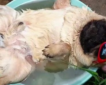 This Snoring Pug Is Enjoying A Nap By The Pool