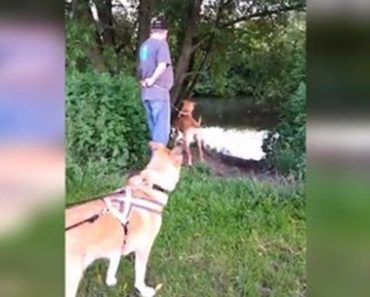 Rescue Dog Drags Her Human Into The River