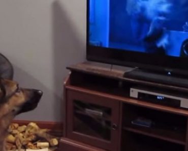 German Shepherd Can’t Stop Howling At Zootopia