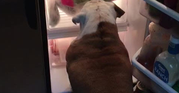 This Dog Knows What Snacks He Wants And He Won’t Let A Simple Refrigerator Door Get In The Way
