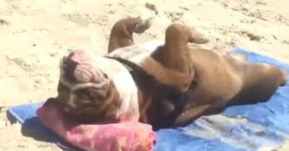 Funny Dog Takes Over This Blanket On The Beach For A Nap And Refuses To Get Up