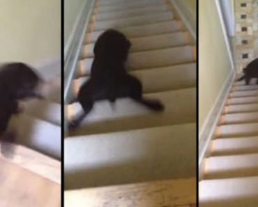 This Dog Goes Down The Stairs in The Most Unique Way, Sliding On His Belly!