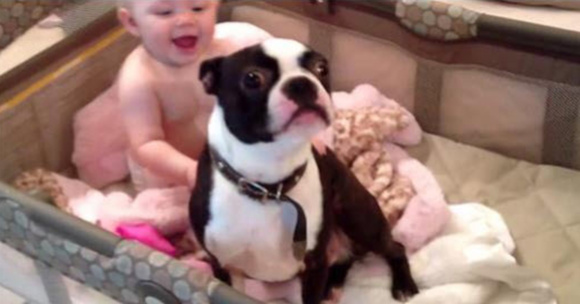Mum Wants The Dog Out Of The Baby’s Crib But He Just Won’t Budge