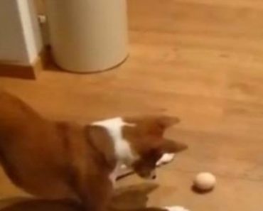 Dog Has An Epic Battle As An Egg