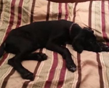 He Wants His Dog To Get Up But The Dog’s Reaction Is Priceless