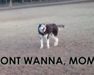 This Whining Husky Is Not About To Leave The Dog Park Quietly