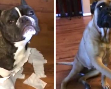 Mom Comes Home To A Terrible Mess And The Dog Throws His Little Friend Under The Bus