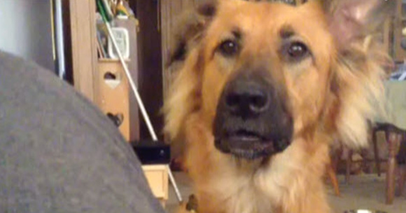 She Tells Her Dog She Can’t Have Something And The Pup Proceeds To Throw Hilarious Tantrum