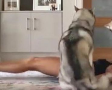 These 2 Huskies Are Doing Their Best To Interfere With Mums Exercise Routine