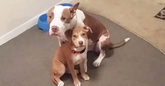 Mum And Baby Pit Bull Hide After Doing Something Horrible In The Other Room