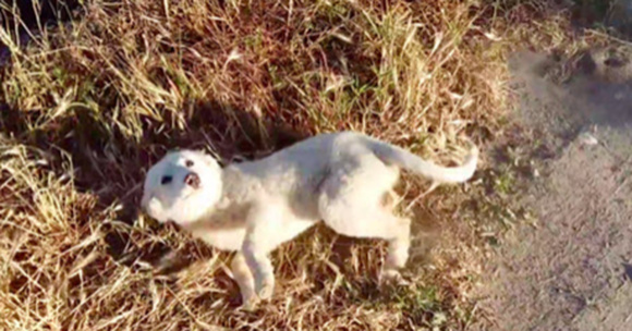Abandoned Puppy Spots A Human And Has The Best Reaction